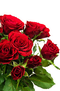露植物盛开的红玫瑰与水滴隔离在白色背景上的特写开花高清图片