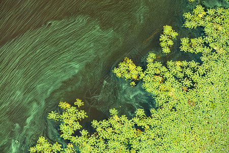 植物群绿色藻类和浮游生物逐渐覆盖开阔水的表面即地球水污染的概念复制空间水表面污染层问题绿色浮游生物的对角流环境问题绿浮游生物的对图片