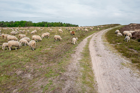 放牧风景荷兰埃尔斯佩特荒野上的绵羊图片