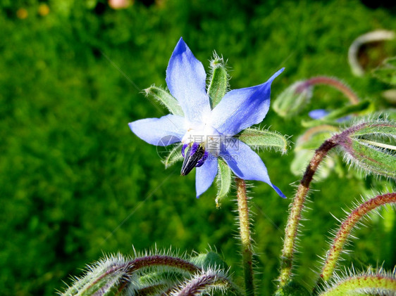 琉璃苣星花紫草科菜园植物天然产琉璃苣紫草科Borretsch草本调味料绿色图片