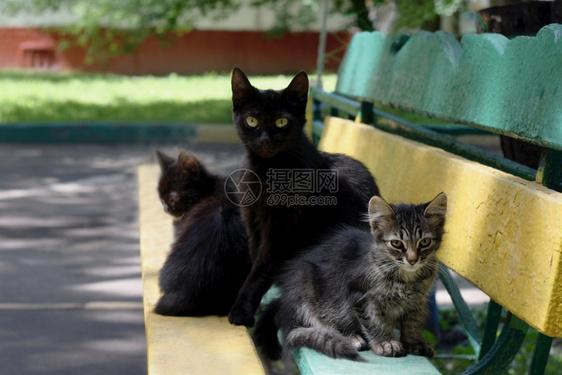 猫母两只小各种颜色和年龄有条纹的棕色动物图片
