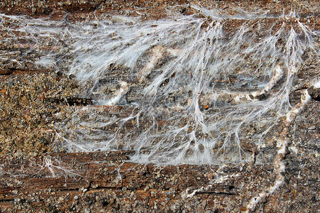 棕色的纤维孢子虫甘蓝干腐烂塞普拉克里曼斯和我的真菌Fibroporiavaillantii干燥图片