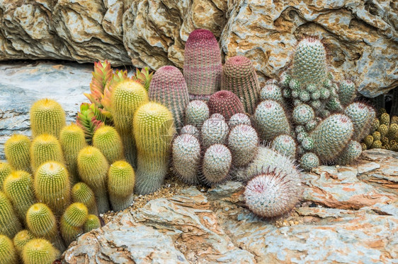 柔软的西南园艺选择和软焦点中装饰的仙人掌许多变异方体Cactus背景和纹理或复制空间泰国图片