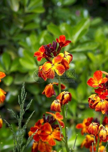ErysimimcheiriCheiranthus的彩色明亮春花又称壁垂直视图红色的花园图片