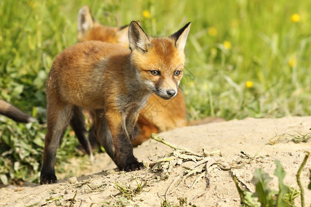 青少年捕食者可爱的欧洲红狐狸狗走在洞穴附近图片