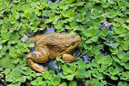 青蛙在泰国河边的绿青蛙微小白色不成熟图片