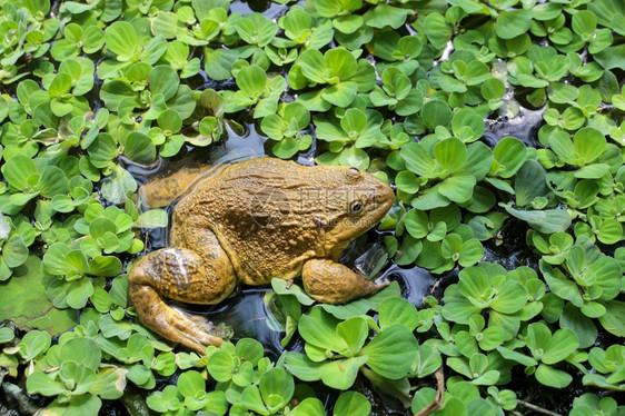 青蛙在泰国河边的绿青蛙微小白色不成熟图片