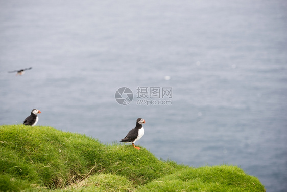 大西洋海豚生活在法罗群岛殖民地悬崖上的北极红花和绿洲鸟类学一种阿尔卡图片