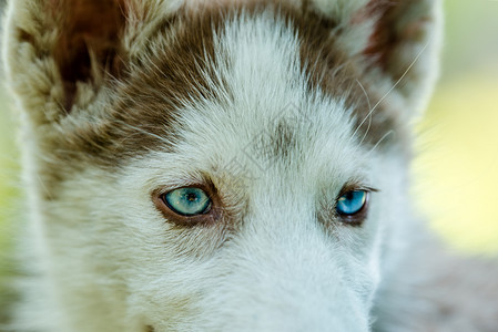 蓝色的鼻子灰可爱蓝眼睛西比莉亚哈斯基小狗玩耍到处看图片