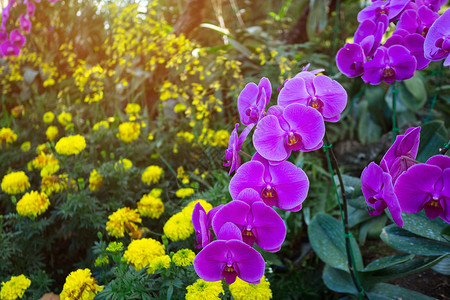 美丽的兰花在泰国热带的限制中被发现场地兰科春天图片