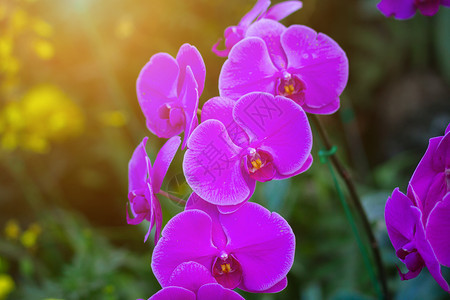 花瓣盛开美丽的兰花在泰国热带的限制中被发现干净的图片