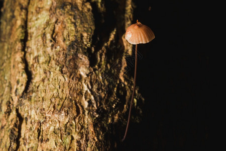 腐朽的树木生活枝皮上的小棕色蘑菇图片