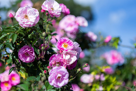盛开夏天在花园的玫瑰上美丽的粉红玫瑰花新鲜图片
