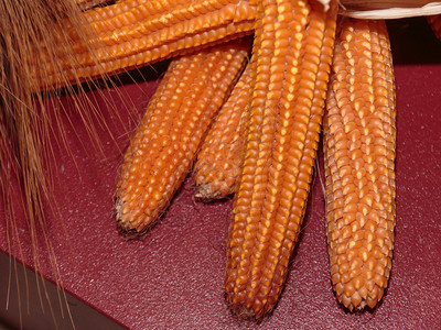 小米集团外壳红桌上的橙色印度玉米集团营养香插画