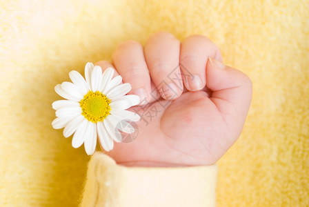 可爱的婴儿手带小白菊花指婴儿期美丽的背景图片