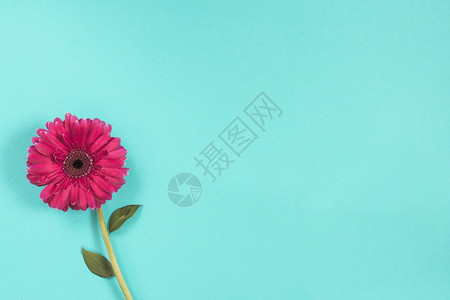 柔软的虹膜花瓶粉红色热贝拉花蓝桌图片