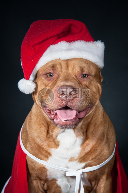 戴着圣诞帽的可爱小狗图片