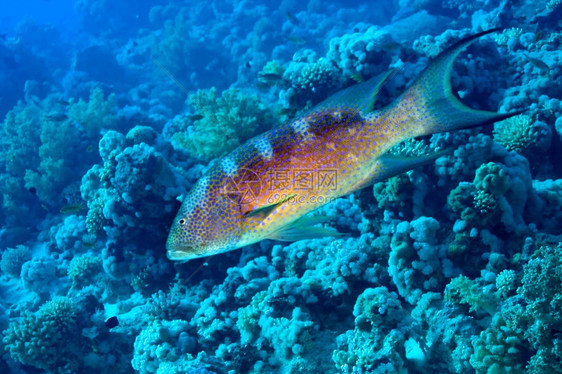 环境的生物学珊瑚礁集团红海埃及非洲洋图片