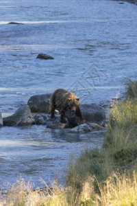 海因斯的Chilkotoot河水中岩石上行走的棕灰熊自然远视方可见阿拉斯加垂直图像带有复制空间展示了安全的野生动物观视距离约瑟夫图片