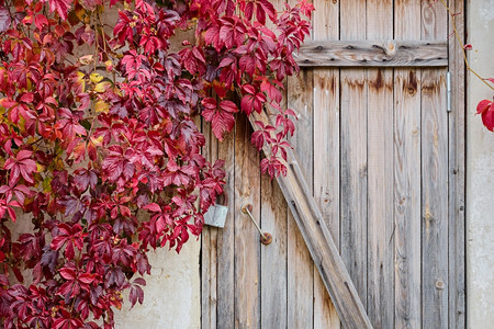 一个旧谷仓的墙壁上有红葡萄树叶的色白种子有锁的木门带复制空间的秋天背景材料红色的装饰有图片