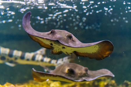 游泳的一条来自大西洋的广受欢迎热带鱼类群在海中游过水下一个普通的刺状游泳池前方异国情调移动图片