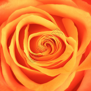 橙色玫瑰花特写图片