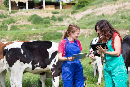 在牧场给奶牛进行检查的兽医图片