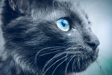 黑猫的蓝眼睛图片