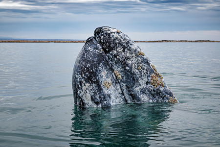 田园诗般的在下加利福尼亚州科特斯海的圣伊格纳西奥湖上露面的灰鲸Eschrichtius洞美丽图片