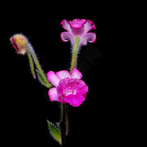 生态装饰心碎利普卡兰特粉红的心胸花恐怖兰美丽的图片