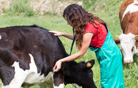 兽医在牧场给奶牛治疗检查图片