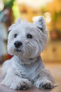 年轻的Terrier以模糊背景有选择的焦点为相机装扮肖像摆姿势图片