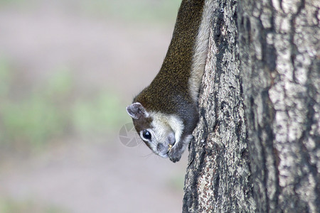 警报自然松鼠爬上了树摄影图片
