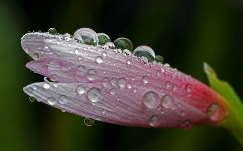 抽象的情人节粉红色小李丽花上的水滴季节图片