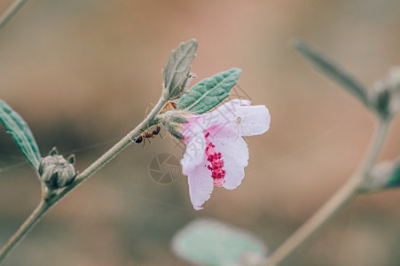 生态细节天线蚂蚁和一朵粉红色的野花在早晨背光图片