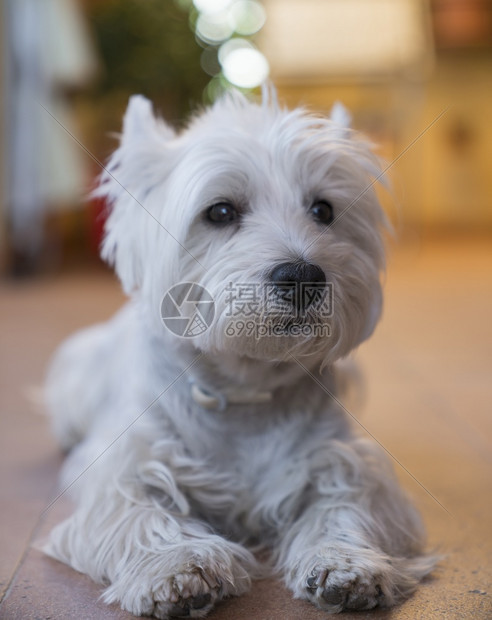 舌头高地Terrier以模糊背景有选择的焦点为相机装扮所有者图片