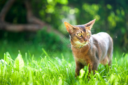 绿色草地上散步的猫咪图片