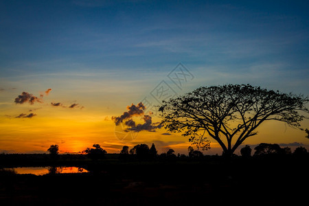 日落天空背景上的大树轮廓国民橙黑色的图片