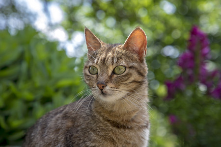 花园里的猫咪图片