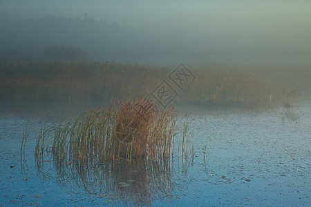 深秋雾笼罩着一个中森林湖10月黎明时有一大堆草秋冬风景的地势很暗水自然芦苇图片