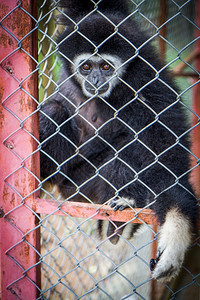 荒野物种大自然在笼子里的悲哀黑色刺骨马来西亚图片