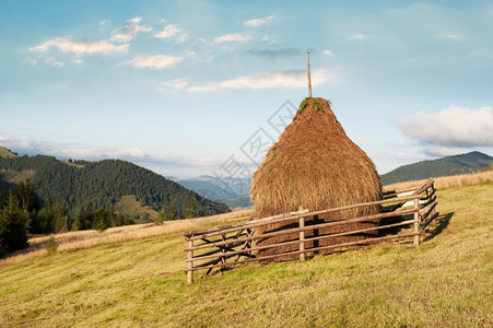 日晨风景有松树高地森林和喀尔巴阡山草原上的松树高草林和干堆乌克兰目的地和旅行背景早晨农村环境图片