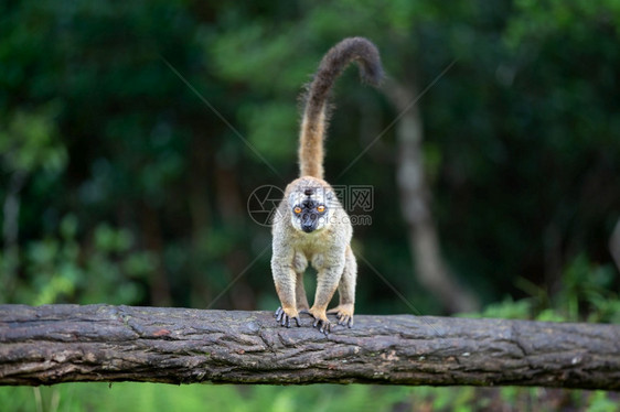 一只棕狐猴站在树干上一棵棕狐猴站在树干上旅行肖像马达加斯图片