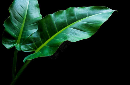 绿叶图案在热带森林植物的表面与黑色背景隔绝文件包含剪切路径T异国情调美丽的剪裁图片