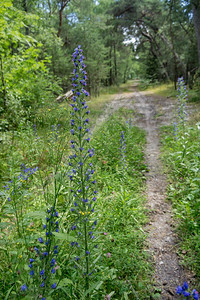 苣荬菜蓝色花朵普通布鲁斯植物蜂蜜食人和粗俗类植物蜂蜜食人和粗俗树高贵的蓝花植物夏天种图片