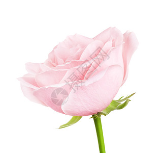 夏天植物单粉红玫瑰花在白色背景上与世隔绝花瓣图片