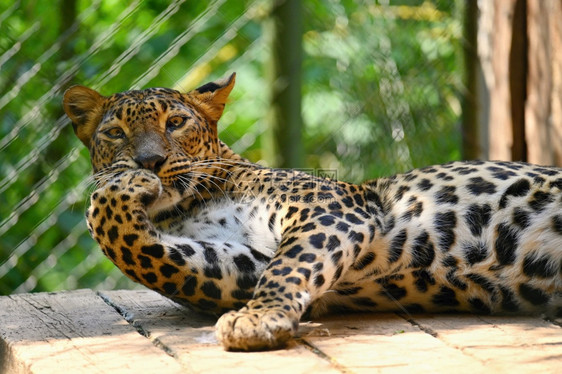 象征野生动物的美丽拍摄豹荒野亚洲图片