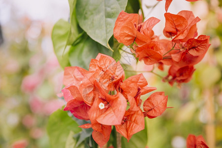 花园叶子关闭美丽的红色九重葛花的图片