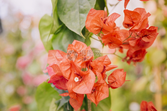 花园叶子关闭美丽的红色九重葛花的图片