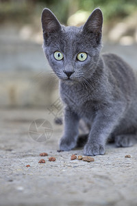 独自生活的流浪猫图片